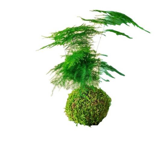 Kokedama - Asparagus- La Green Touch - Image 2