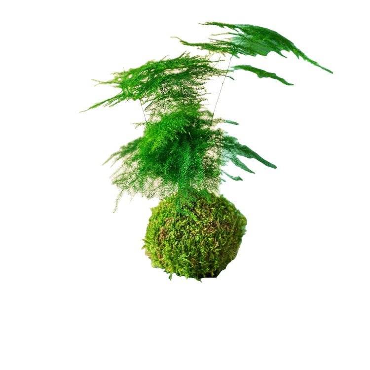 Kokedama - Asparagus- La Green Touch - Image 2