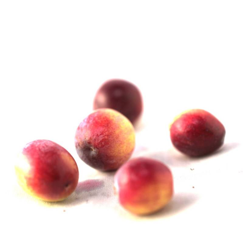 Canneberge à gros fruits, Airelles, Cranberry Early Black à fleurs Rose - feuillage Semi-Persistant - Godet - 5/20 cm-  hauteur à maturité De 1,00 m à - Image 1