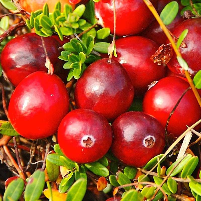 Canneberge à gros fruits, Airelles, Cranberry Early Black à fleurs Rose - feuillage Semi-Persistant - Godet - 5/20 cm-  hauteur à maturité De 1,00 m à - Image 7