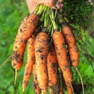 Carotte de Colmar à coeur rouge - Daucus carota le sachet de 3600 graines environ (5g)