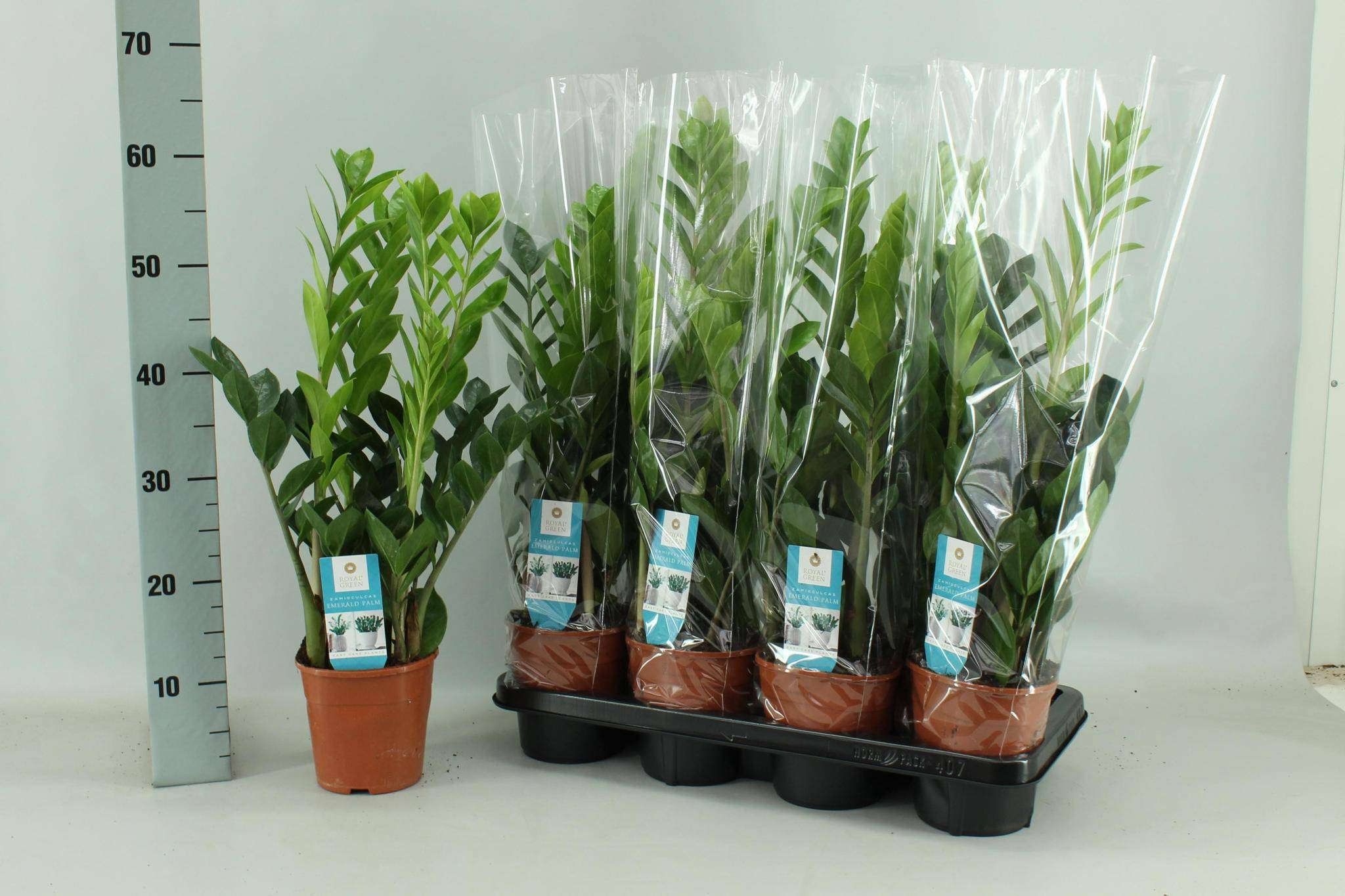 Zamioculcas 14cm - D14 H65cm