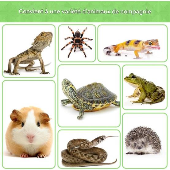 Distributeur De Nourriture Pour Tortues Terrestres - Lytech - Image 4