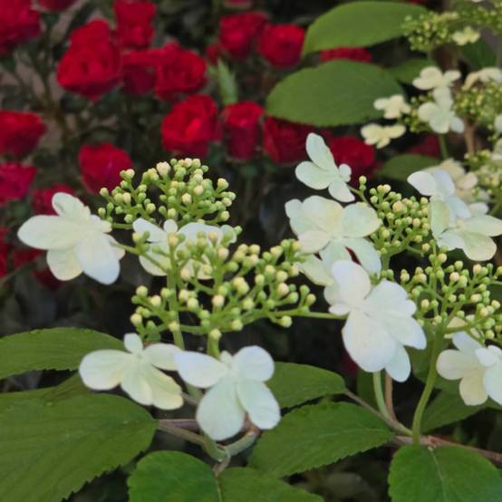 Viorne de Chine Kilimandjaro® Sunrise 'JWW5', Viburnum à fleurs Blanche/Rose - feuillage Caduc - Pot de 3L - 20/40 cm - Image 4