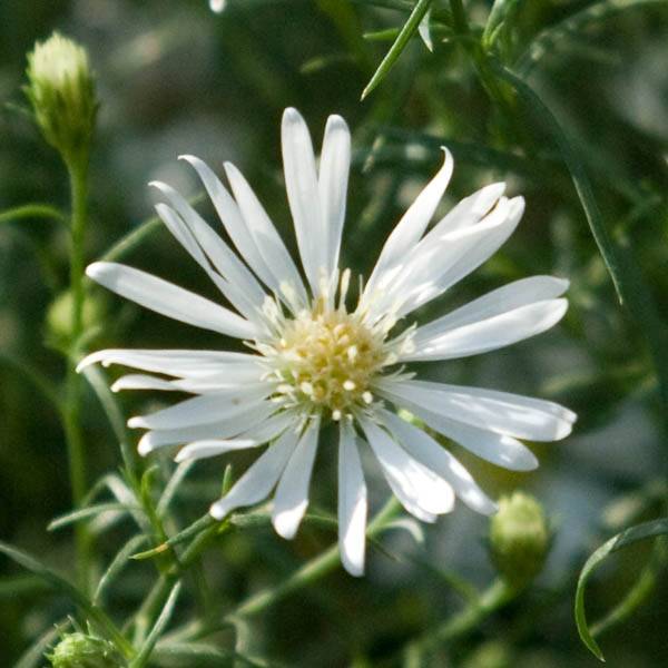 Promesse de Fleurs - Aster pringlei Monte Cassino Godet de 8/9 cm