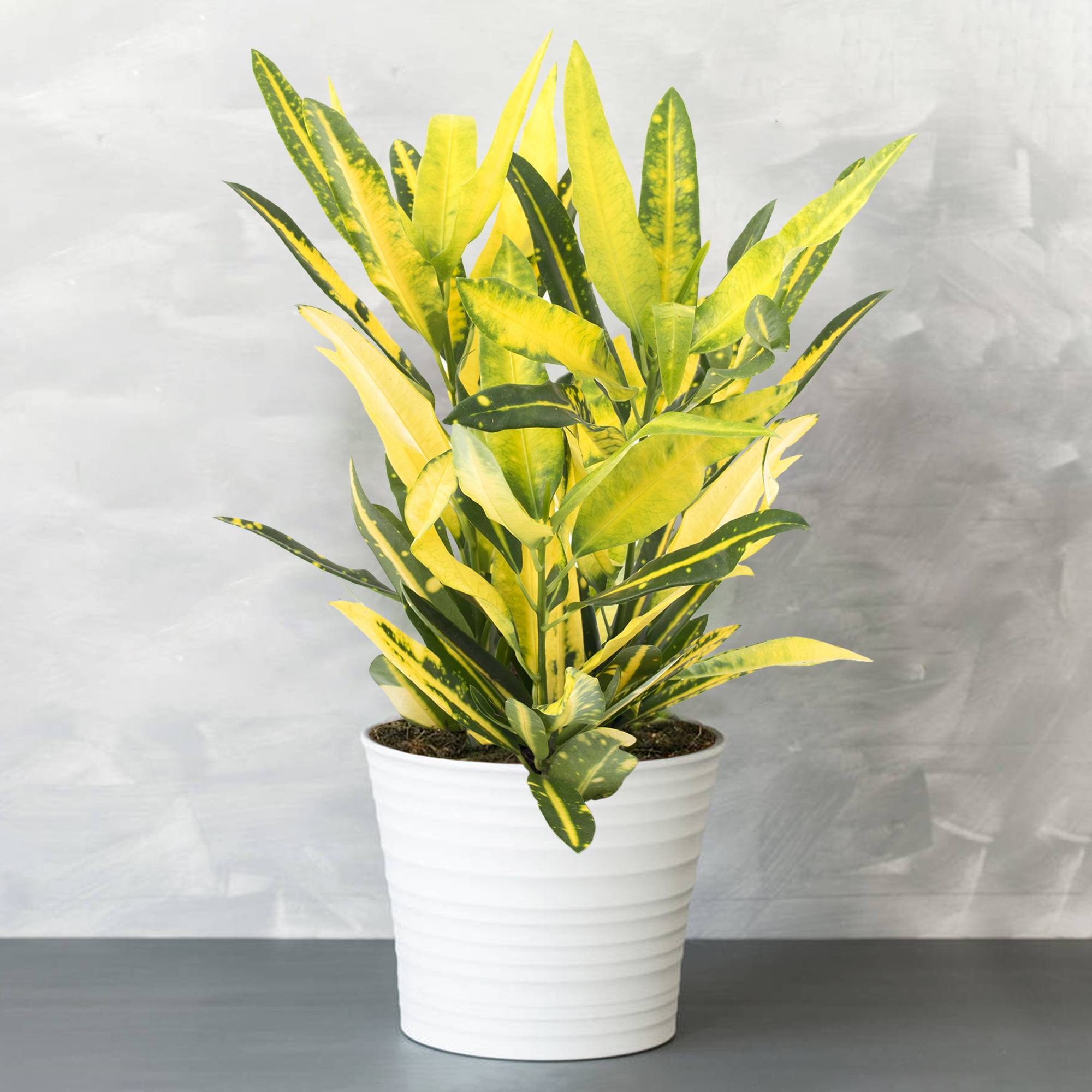 Gardenersdream - 1 X Codiaeum Croton Sunny Star | Plante À Feuillage Persistant Panachée Colorée De 30 À 40 Cm - GardenersDream - Image 1