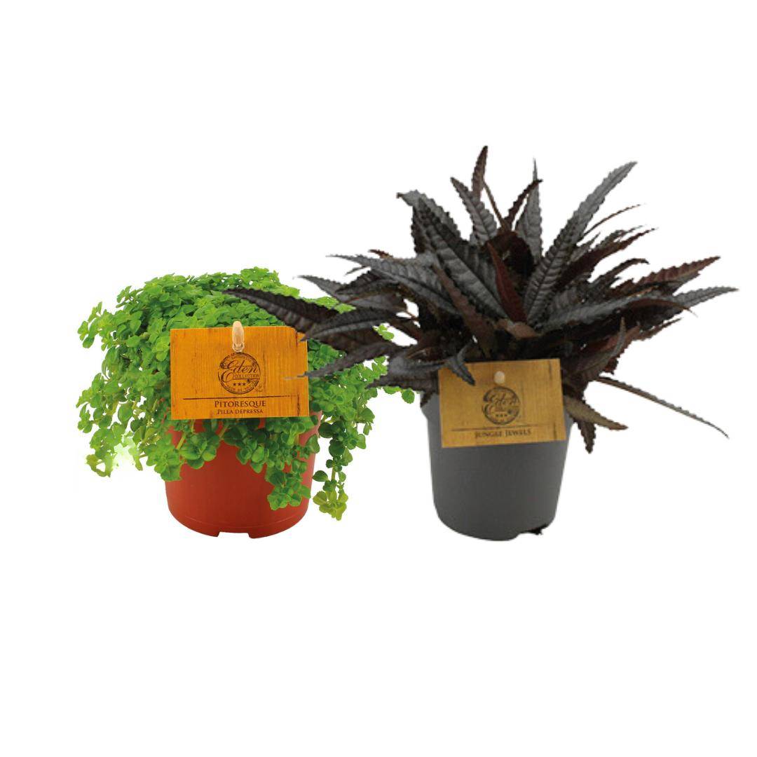 Box - Duo de pilea 15cm - Plante d'intérieur- La Green Touch - Image 1