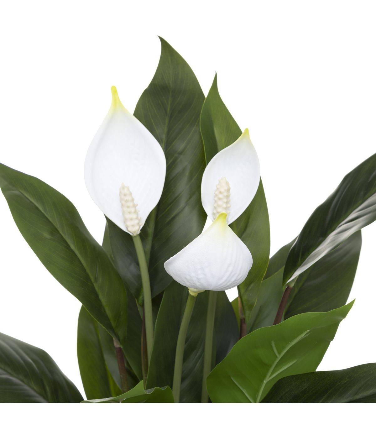 Plante artificielle Lys de la paix en pot H 54 cm - Image 3