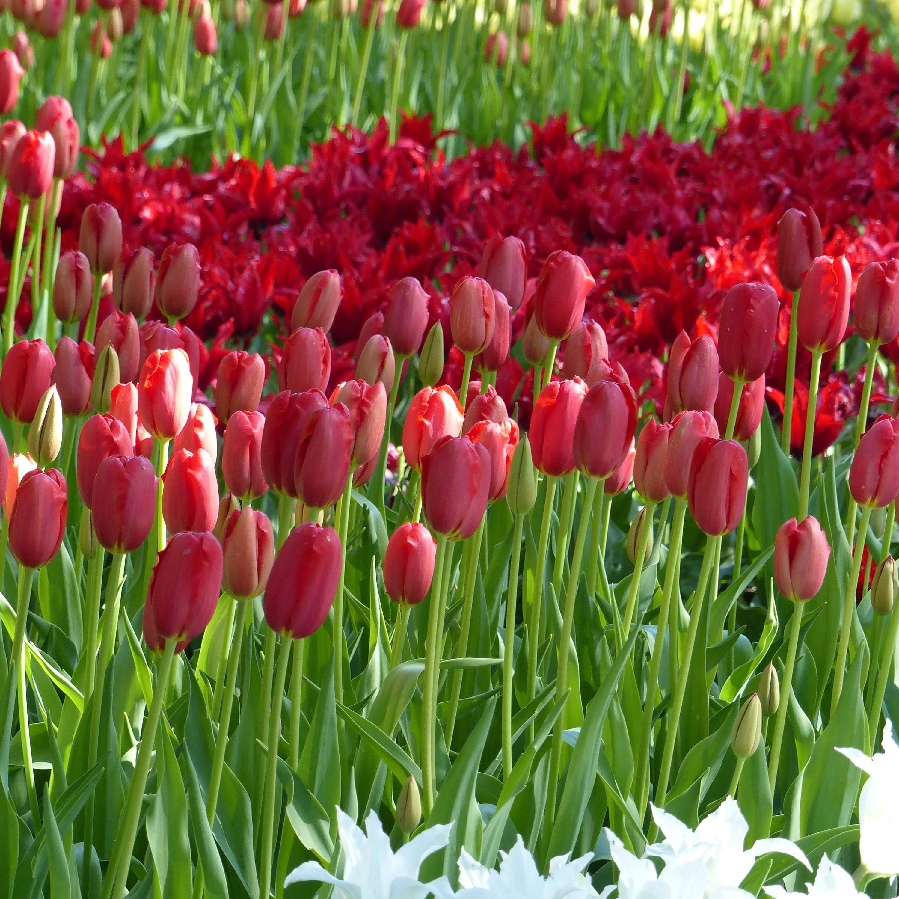 Promesse de Fleurs - Tulipe simple tardive Sky High Scarlet Bulbe calibre 11+ (par 10)