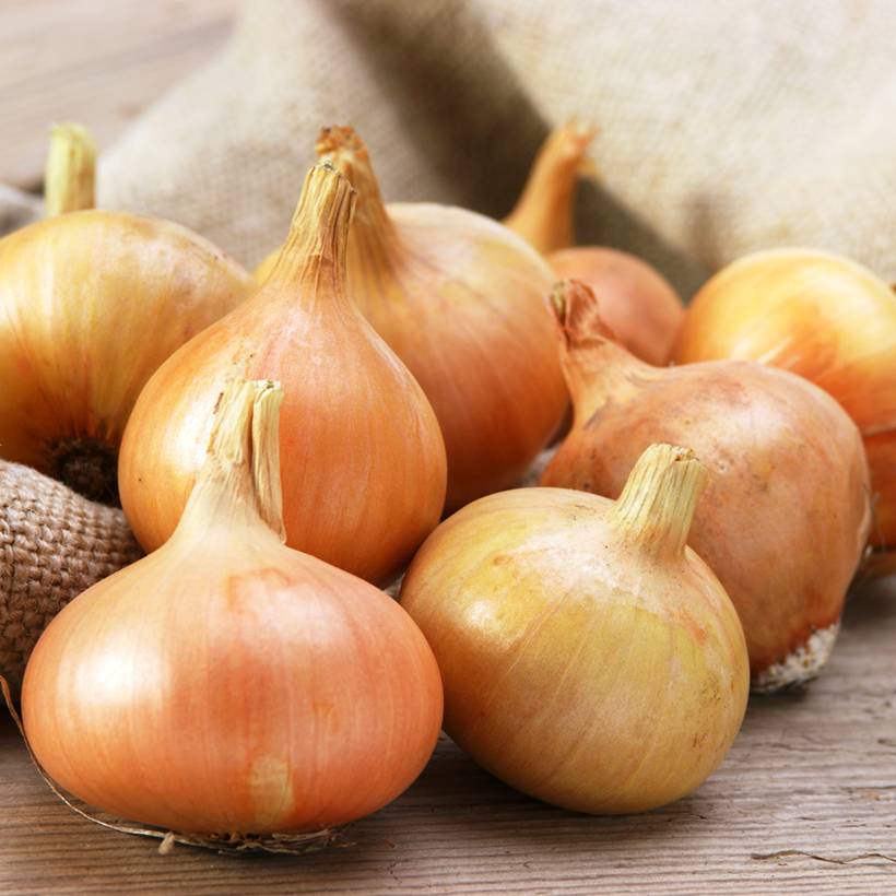 Oignon Jaune paille des Vertus - Allium cepa le sachet de 600 graines environ (3g)