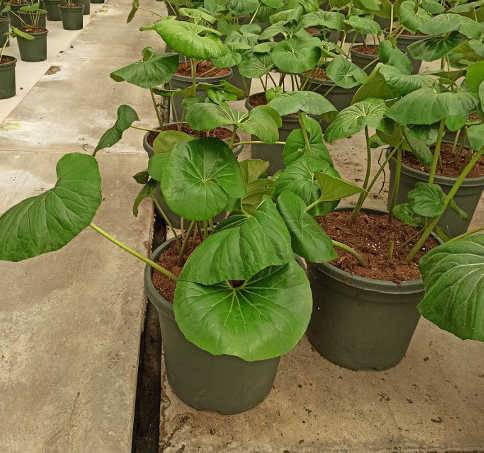Sans Marque - Farfugium japonicum syn Ligularia tussilaginea (Plante panthère) Taille:Pot de 7 litres ? 60/80 cm - Couleur floraison:jaune - Image 1