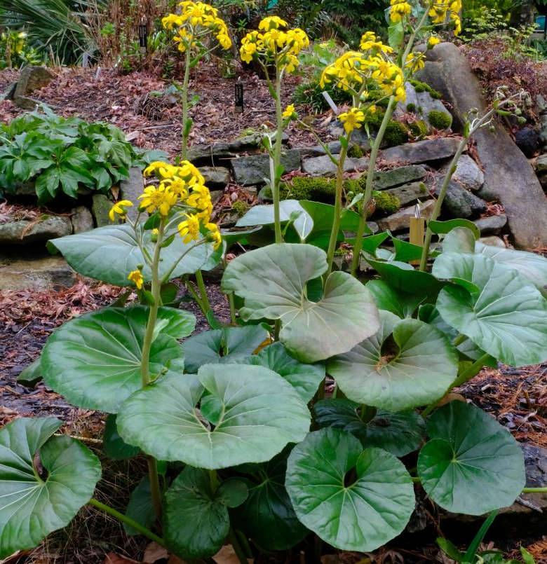 Sans Marque - Farfugium japonicum syn Ligularia tussilaginea (Plante panthère) Taille:Pot de 7 litres ? 60/80 cm - Couleur floraison:jaune - Image 2