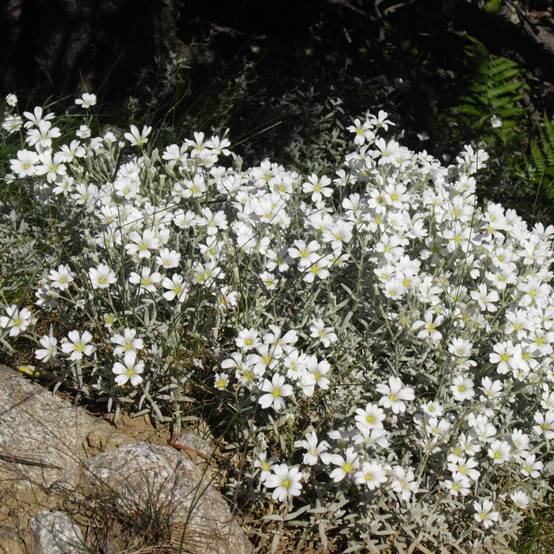 Cerastium tomentosum Yo Yo - Oreille de souris Godet de 8/9 cm