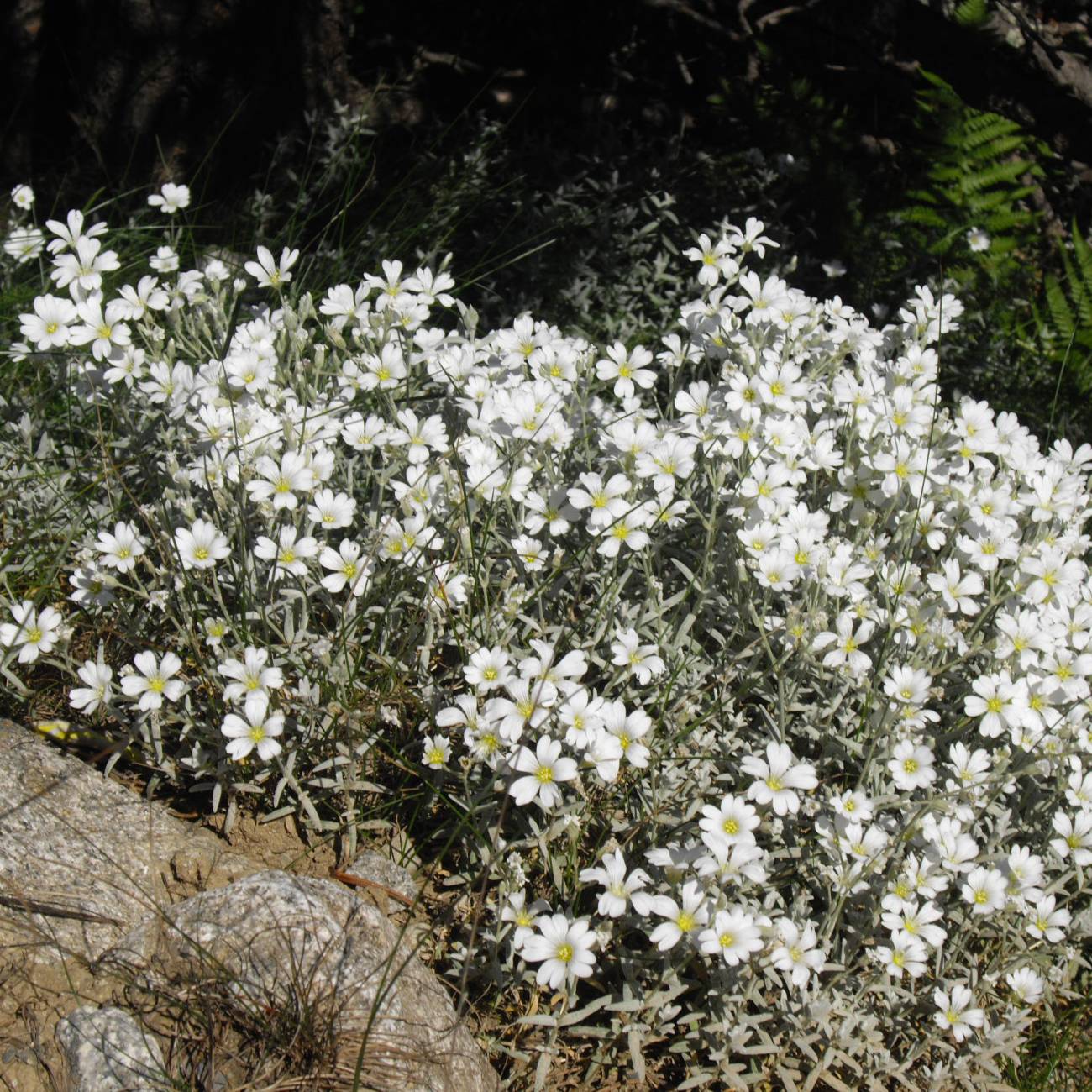 Cerastium tomentosum Yo Yo - Oreille de souris Godet de 8/9 cm