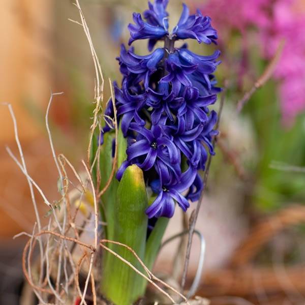 Promesse de Fleurs - Jacinthe Blue Pearl Bulbe calibre 17+ (par 5)