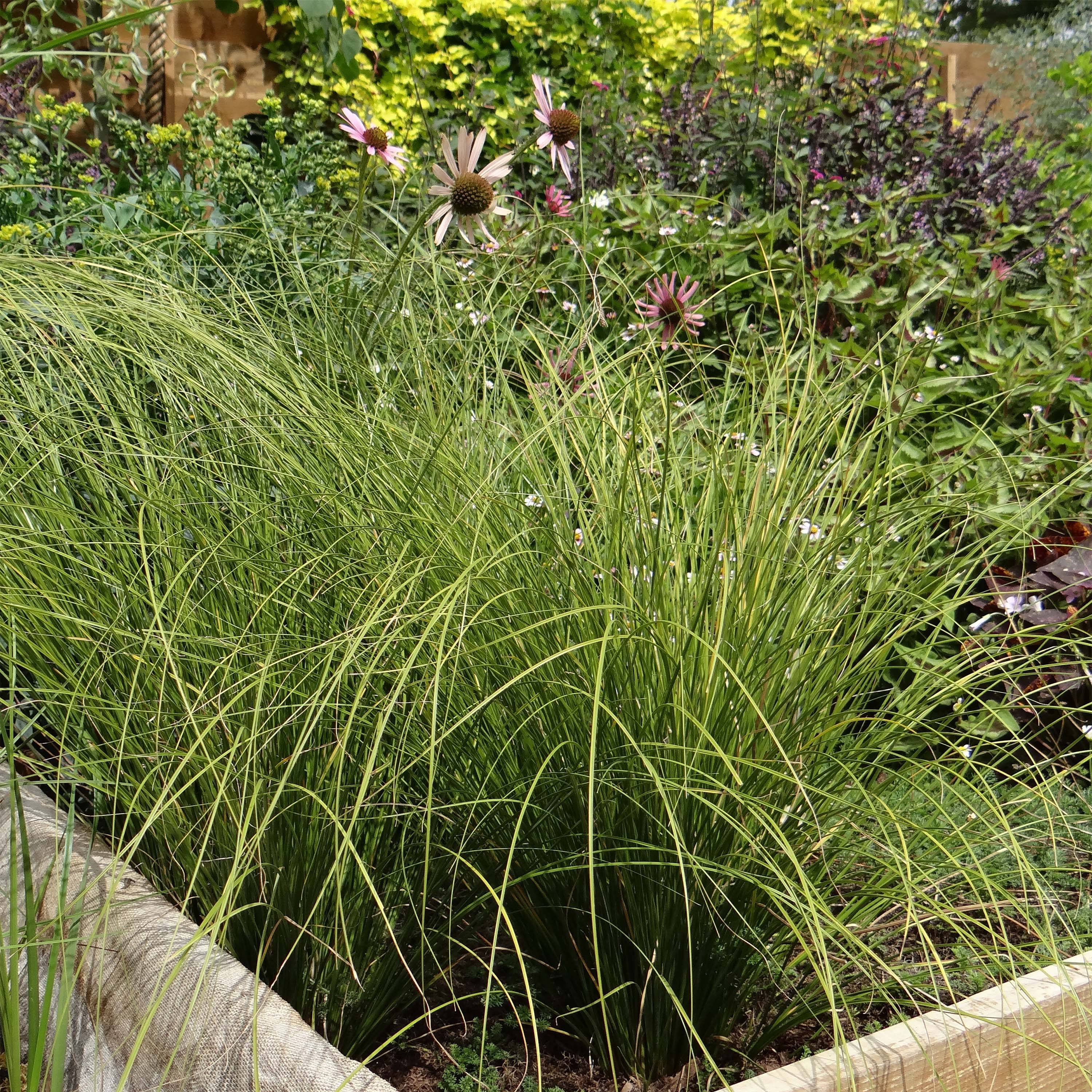 Promesse de Fleurs - Carex testacea Lime Shine - Laîche Godet de 8/9 cm
