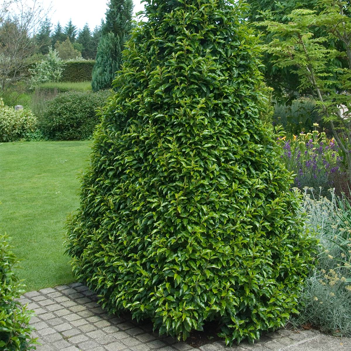 Laurier du Portugal - Prunus lusitanica Myrtifolia Pot de 12L/15L, Demi-Tige - Image 1