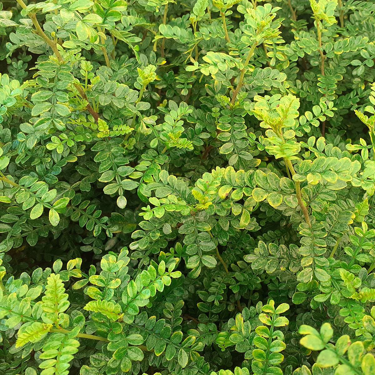 Promesse de Fleurs - Zanthoxylum beecheyanum - Poivrier de Chine nain Pot de 3L/4L - Image 1