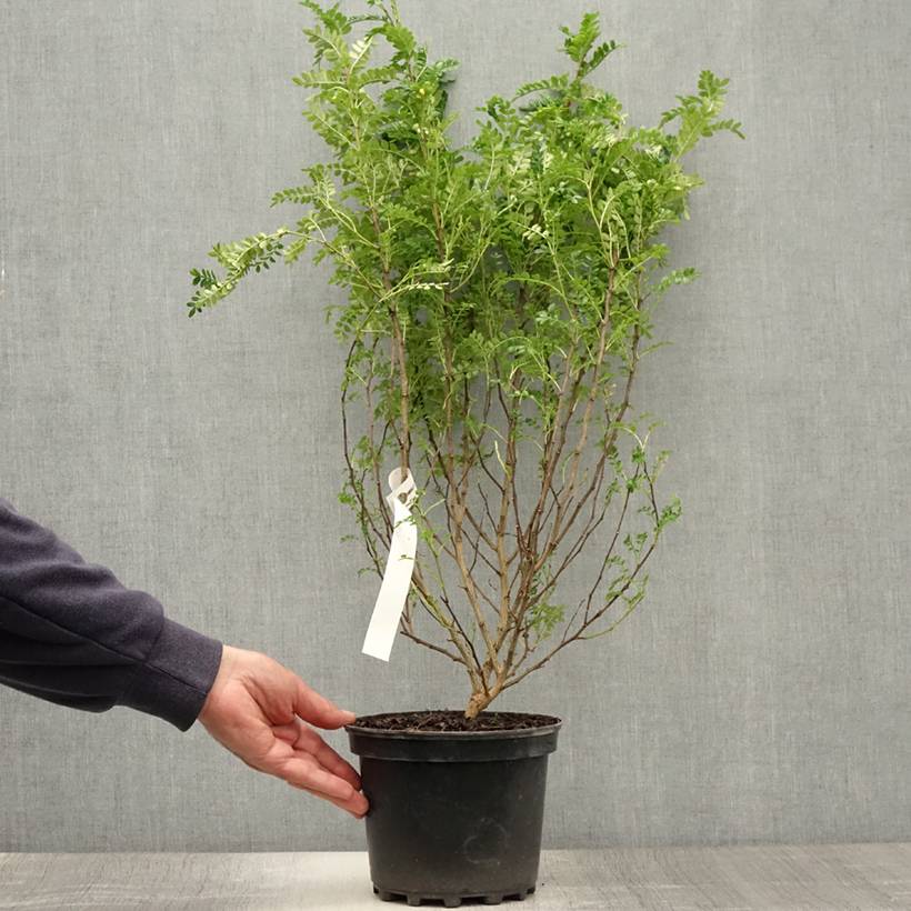 Promesse de Fleurs - Zanthoxylum beecheyanum - Poivrier de Chine nain Pot de 3L/4L - Image 2