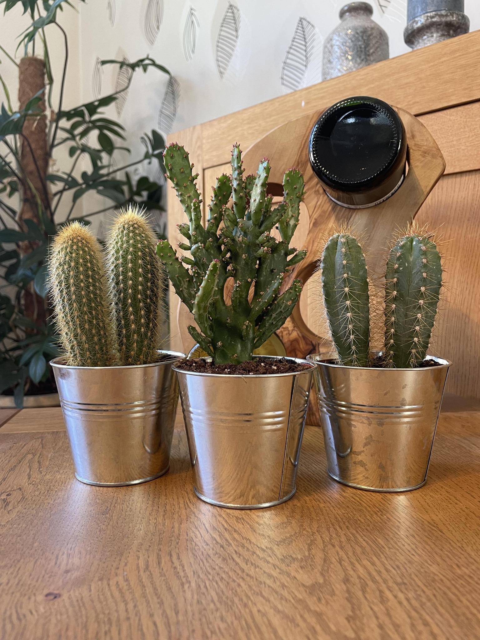 Trio de Cactus en Pots de Zinc- La Green Touch - Image 2
