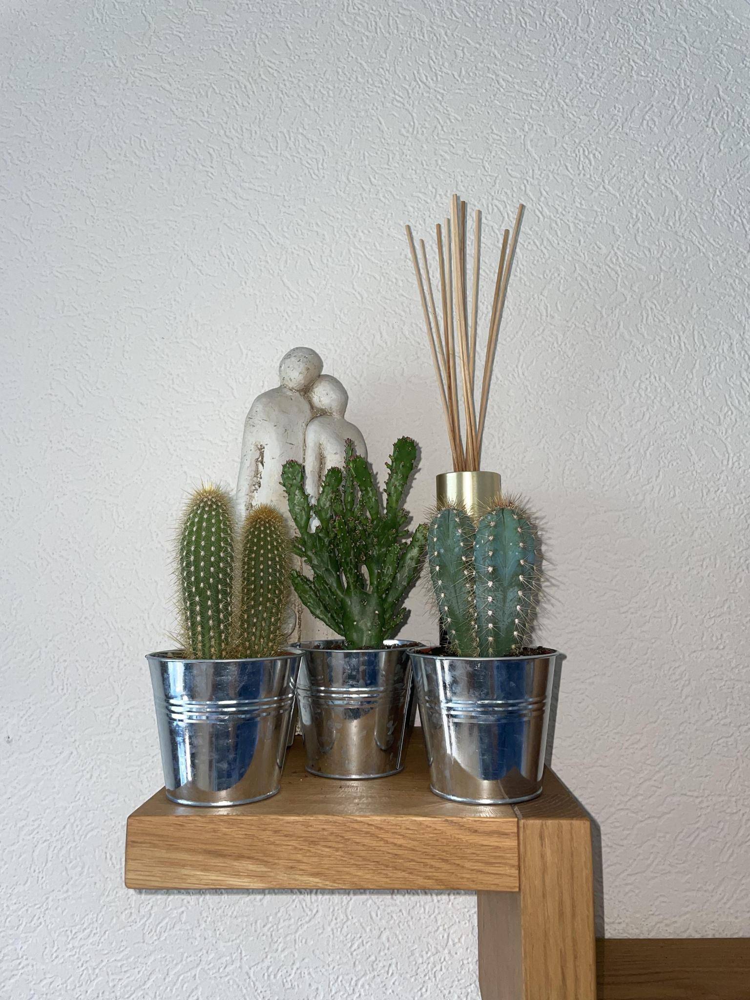 Trio de Cactus en Pots de Zinc- La Green Touch - Image 3