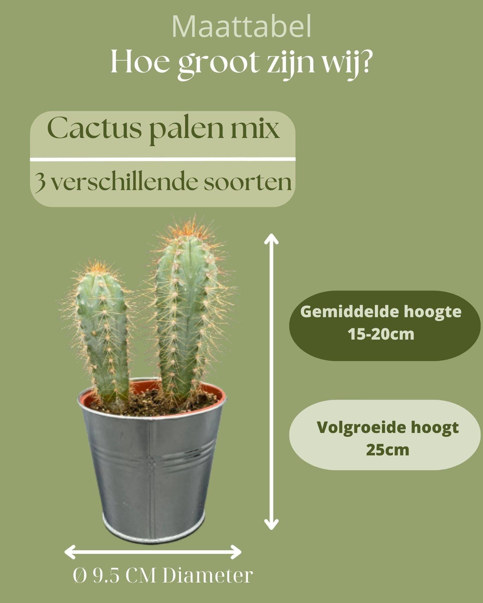 Trio de Cactus en Pots de Zinc- La Green Touch - Image 4