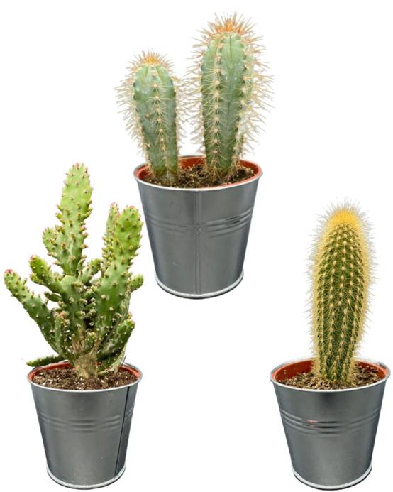 Trio de Cactus en Pots de Zinc- La Green Touch - Image 1