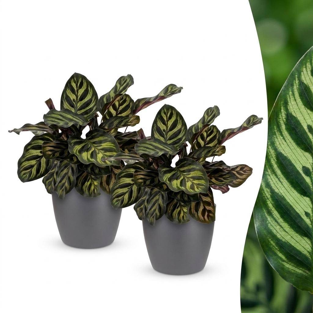 Calathea Makoyana - Plante Paon - Pot de 12cm - Hauteur 25cm - 2 plantes - Gris - Plantes d'intérieur