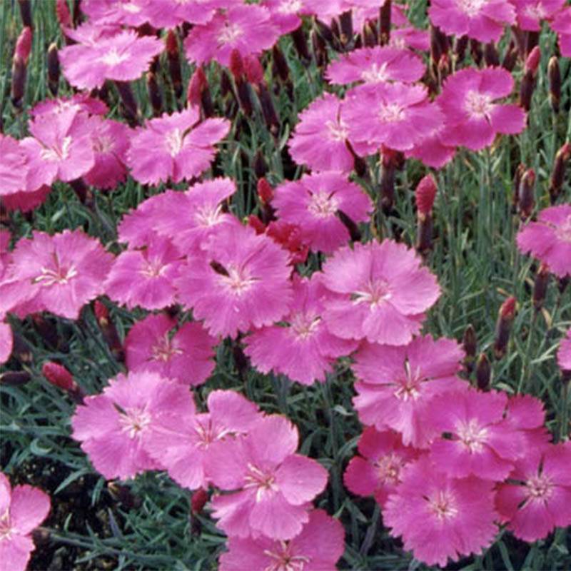 Promesse de Fleurs - Dianthus gratianopolitanus Eydangeri - Oeillet de pentecôte Godet de 8/9 cm