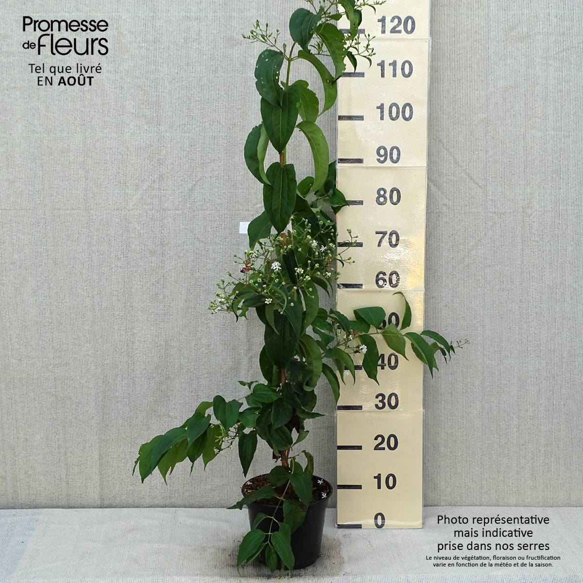 Heptacodium miconioides Temple of Bloom - Arbre aux sept fleurs Pot de 4L/5L - Image 2