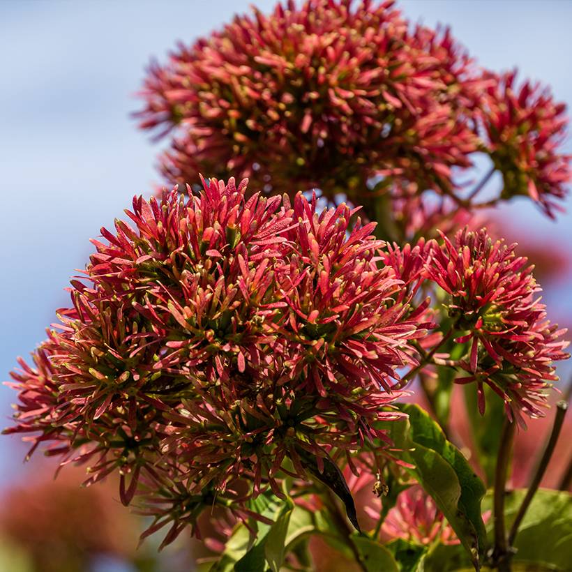 Heptacodium miconioides Temple of Bloom - Arbre aux sept fleurs Pot de 4L/5L - Image 1