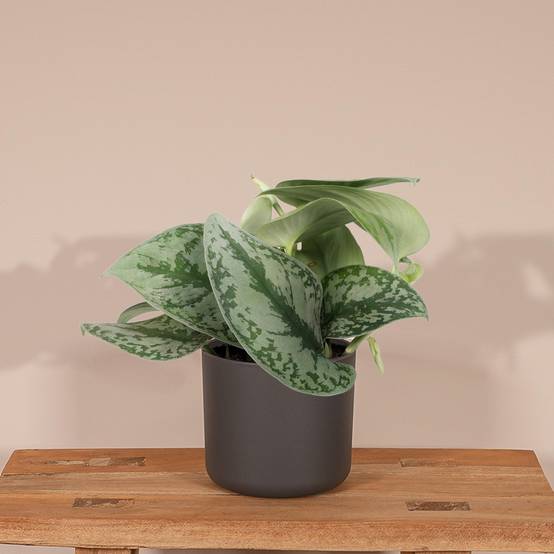 La Green Touch - Pothos Scindapsus Pictus Epipremnum H15 Cm - H15cm - Image 2