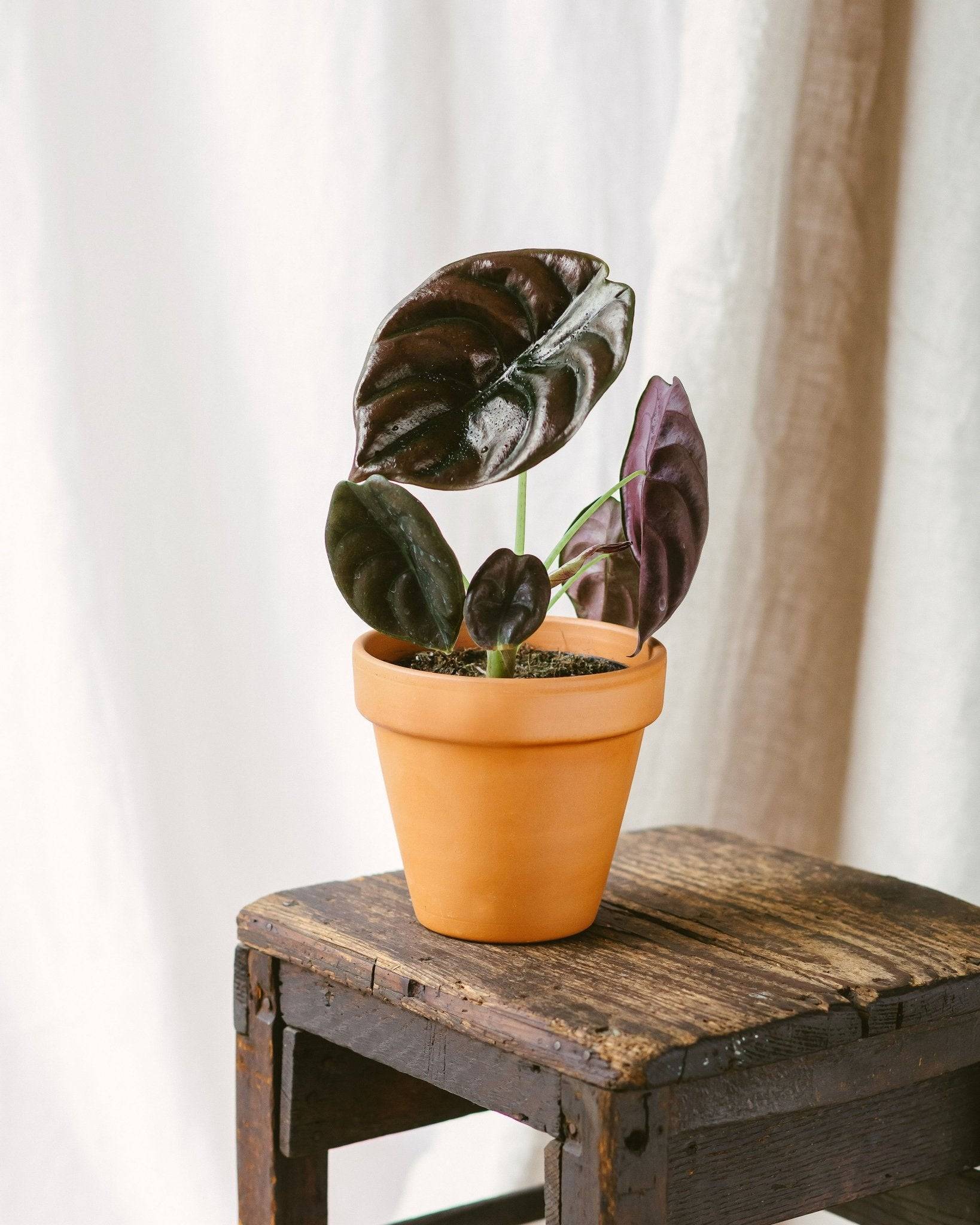 Alocasia Red secret 35cm - Plante d'intérieur- La Green Touch - Image 2