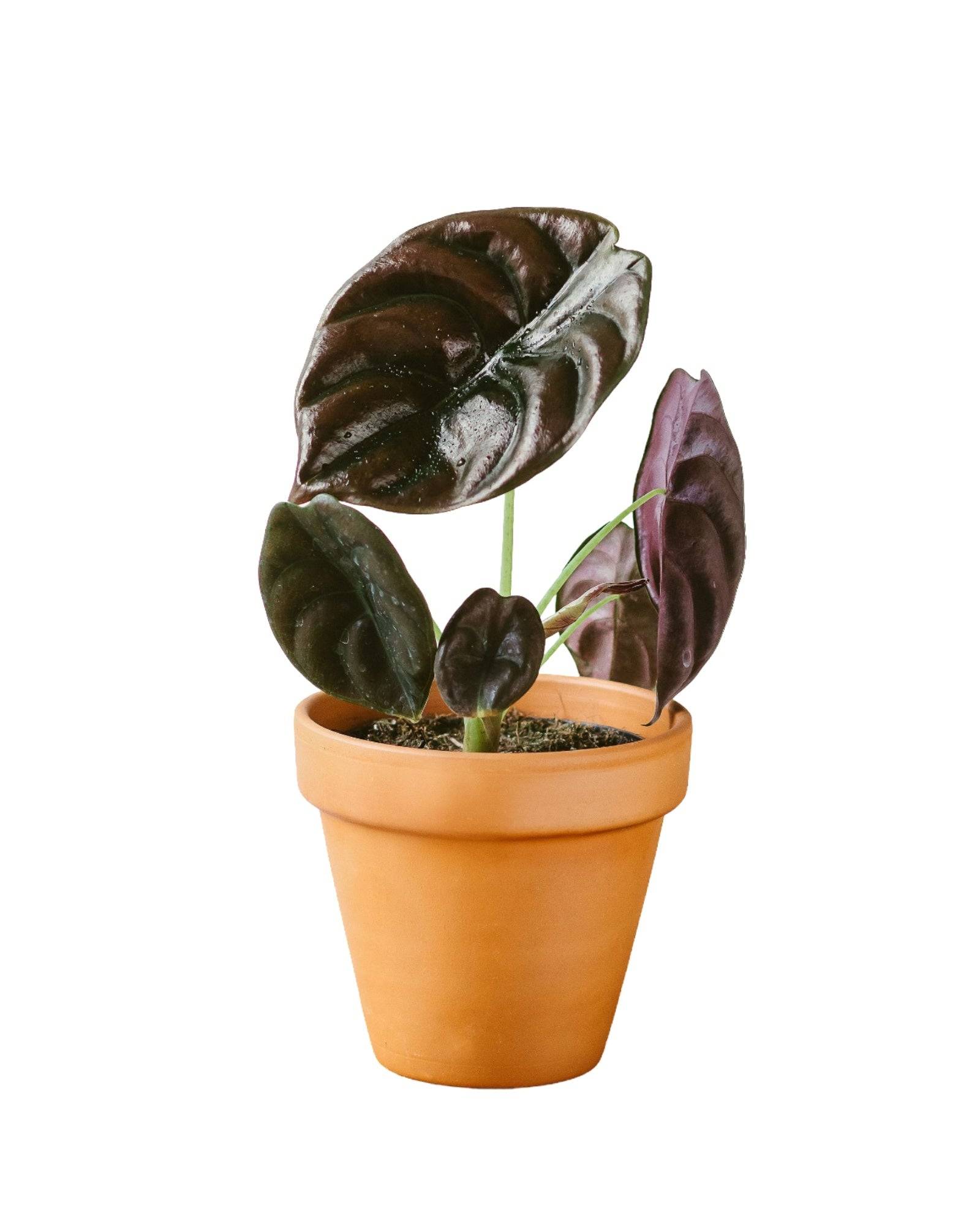 Alocasia Red secret 35cm - Plante d'intérieur- La Green Touch - Image 1