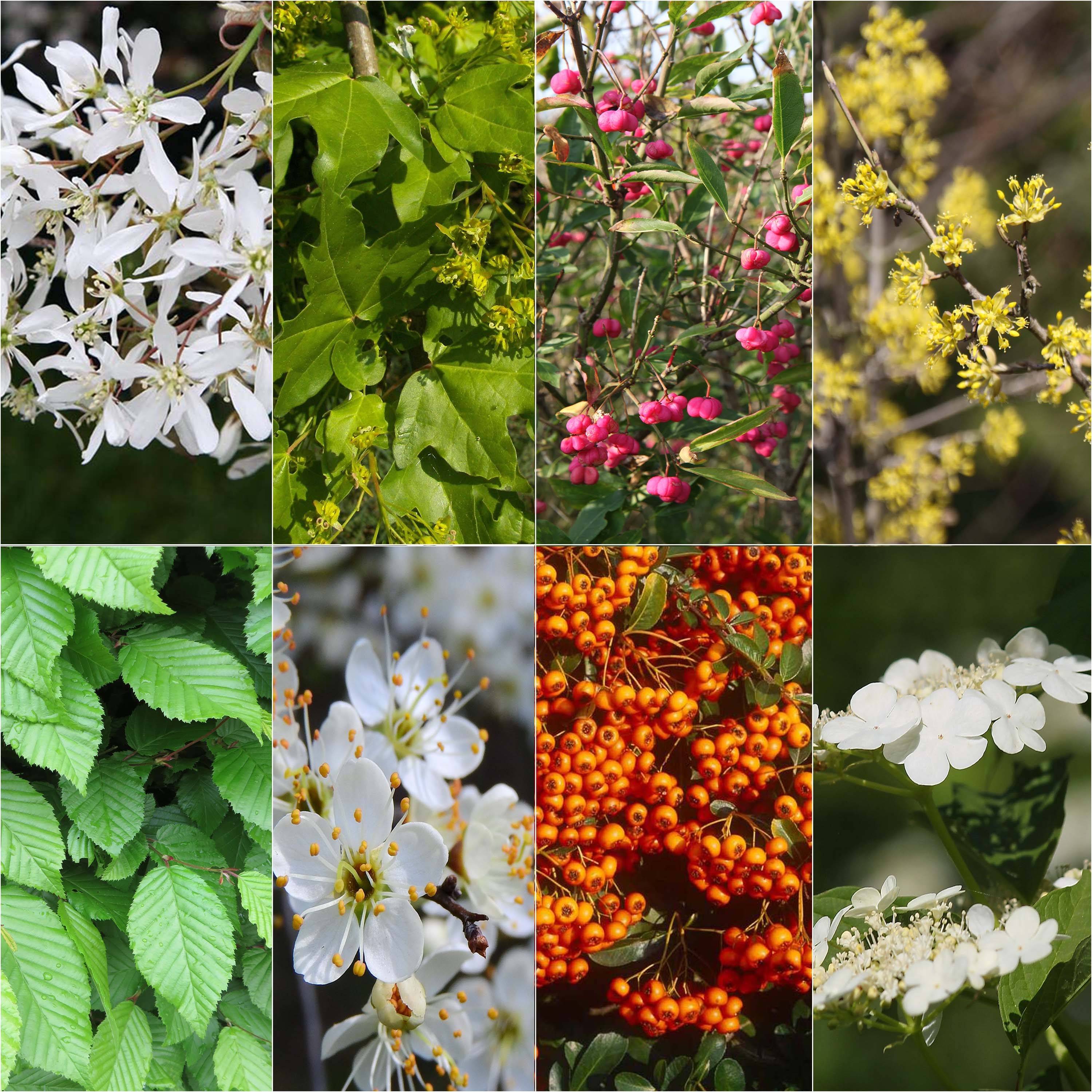 Promesse de Fleurs - Kit 10 m de haie écologique pour grands jardins - Collection de 8 plantes