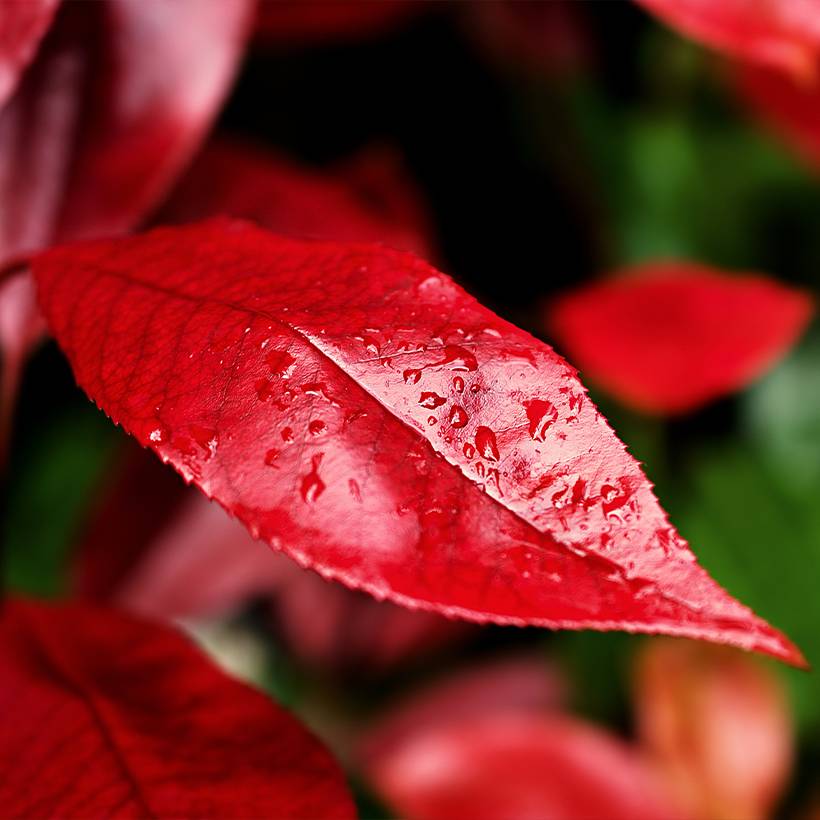 Photinia x fraseri Nana Pot de 2L/3L - Image 1