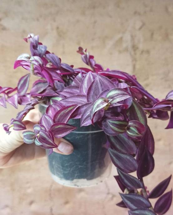 Tradescantia zebrina purple passion - Plante misère D. 7cm H. 7cm - Plante d'intérieur - IndoorPoppies - Image 1