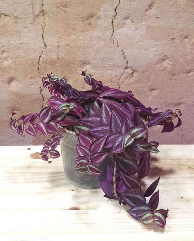 Tradescantia zebrina purple passion - Plante misère D. 7cm H. 7cm - Plante d'intérieur - IndoorPoppies - Image 4