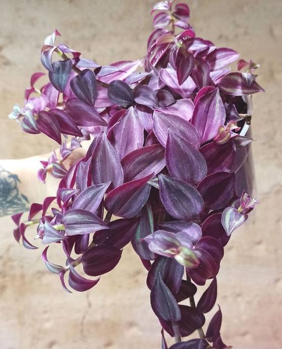 Tradescantia zebrina purple passion - Plante misère D. 7cm H. 7cm - Plante d'intérieur - IndoorPoppies - Image 3