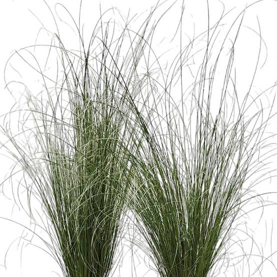 Promesse de Fleurs - Carex buchananii Green Twist - Laîche de Buchanan Pot de 1,5L/2L