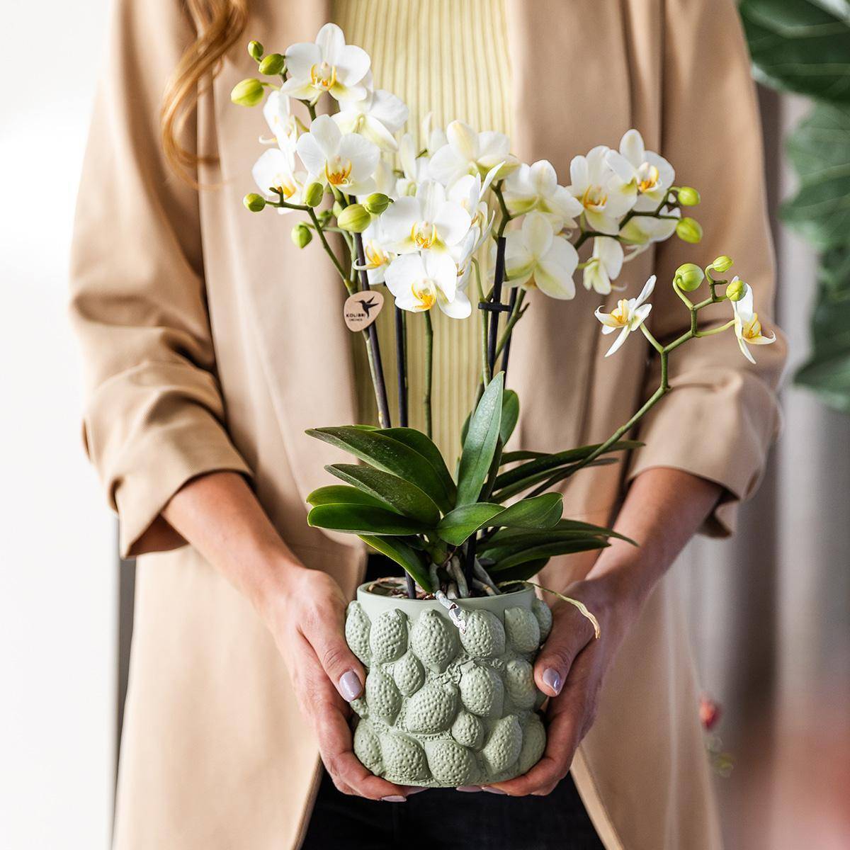 La Green Touch - Orchidée Phalaenopsis Jaune et son pot- La Green Touch Gris - Hauteur 35cm - Image 5