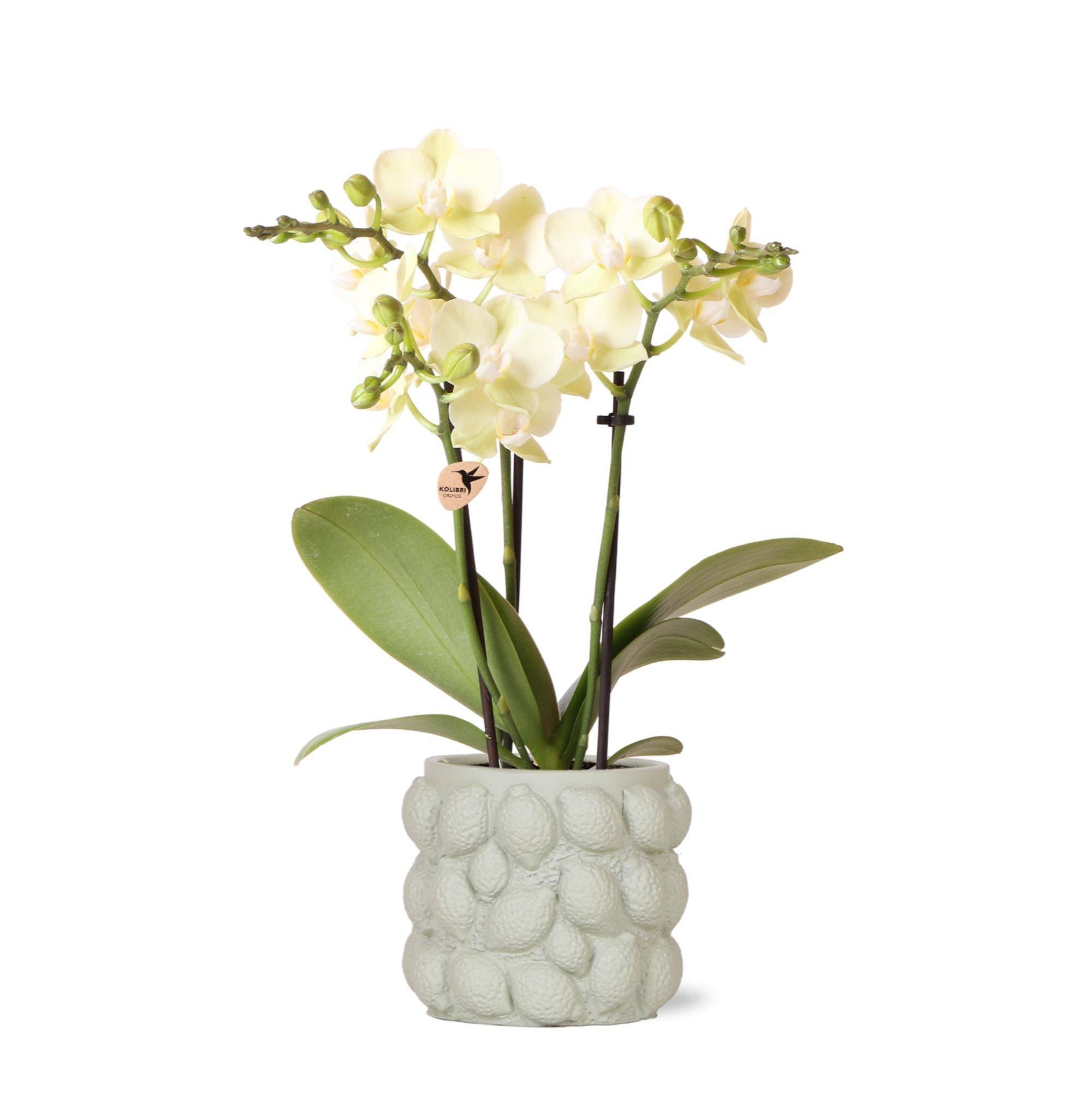 La Green Touch - Orchidée Phalaenopsis Jaune et son pot- La Green Touch Gris - Hauteur 35cm - Image 1