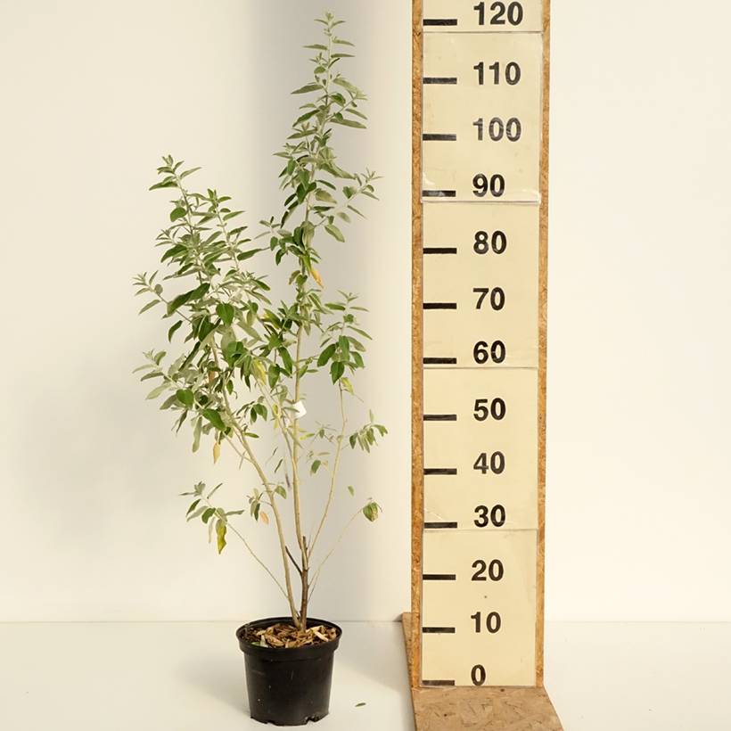 Promesse de Fleurs - Elaeagnus angustifolia - Olivier de Boheme Pot de 2L/3L - Image 2