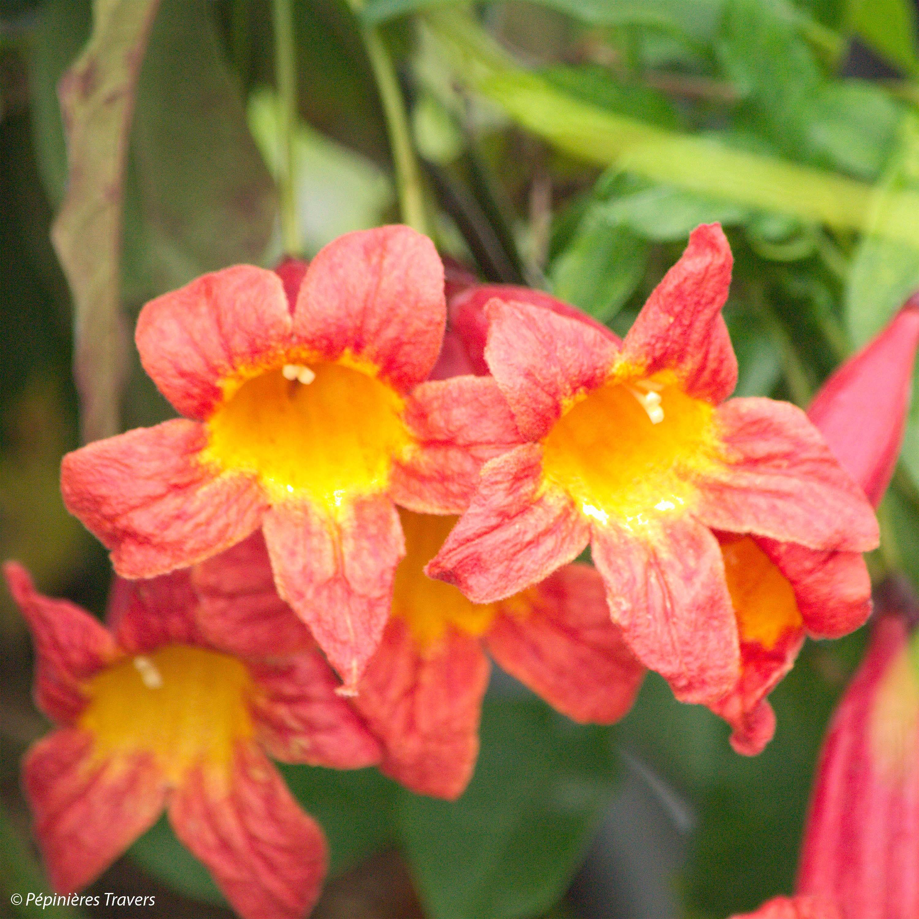 Campsis capreolata Tangerine Beauty - Bignone à vrilles Godet de 8/9 cm