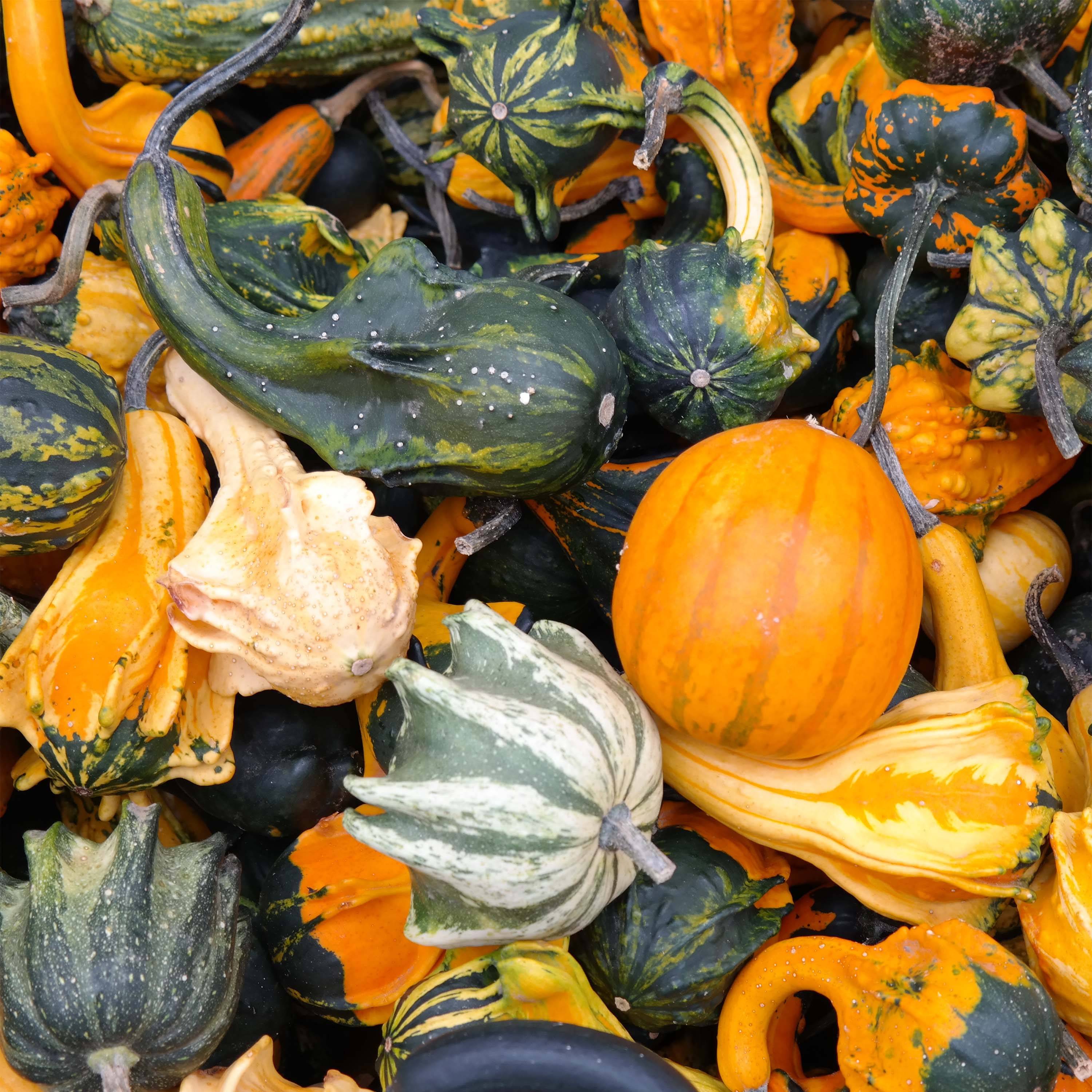 Graines de Coloquintes à petit fruits - Cucurbita pepo le sachet de 50 graines environ (3g)