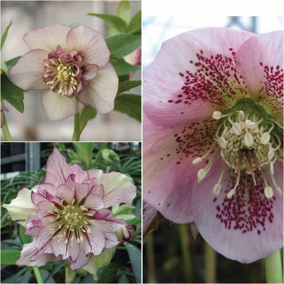 Promesse de Fleurs - Collection Jupons Roses - Collection de 3 plantes