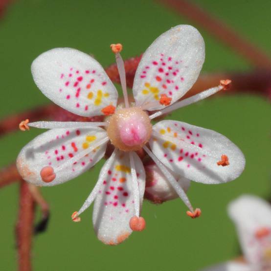 Saxifraga x urbium - Désespoir du peintre Godet de 8/9 cm