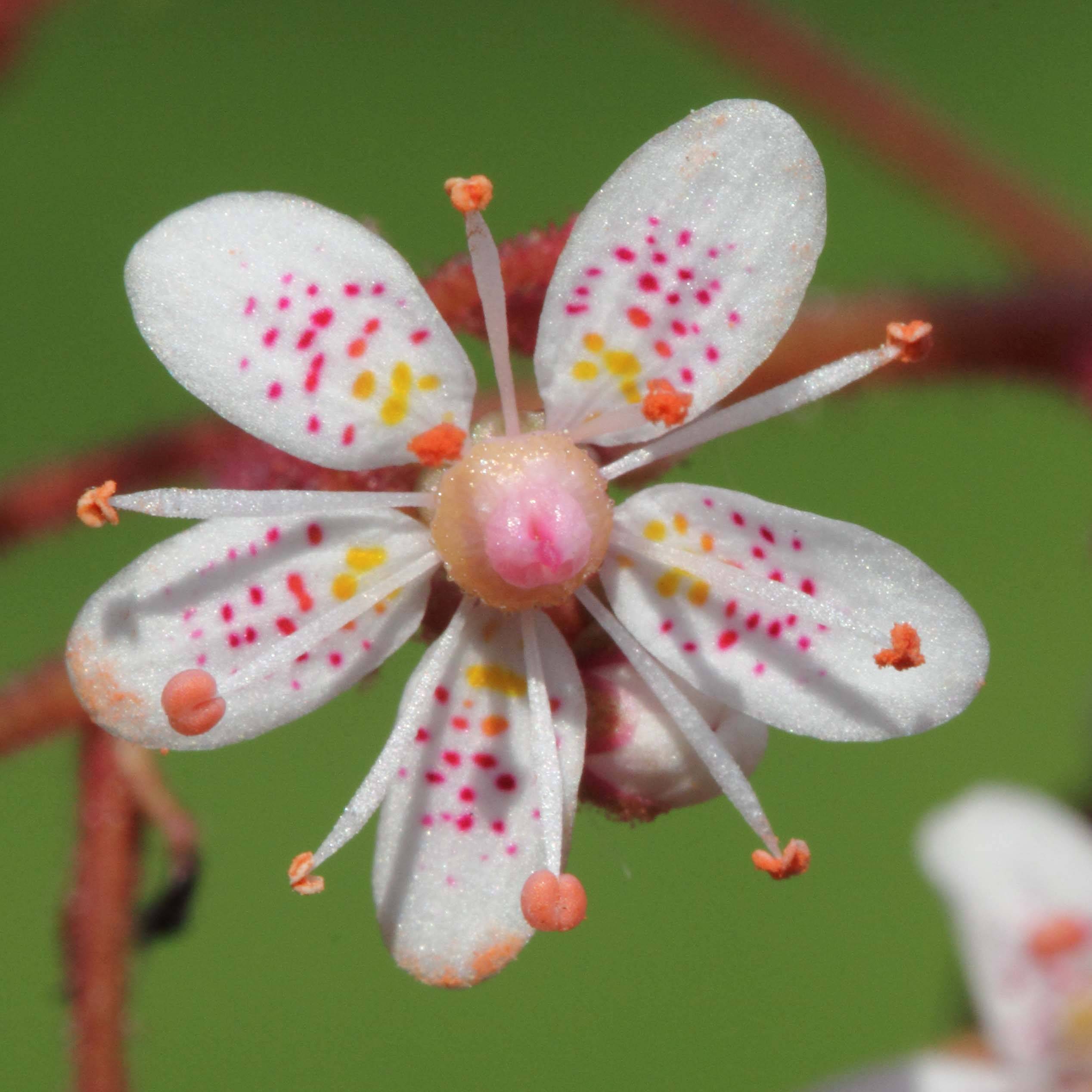 Saxifraga x urbium - Désespoir du peintre Godet de 8/9 cm