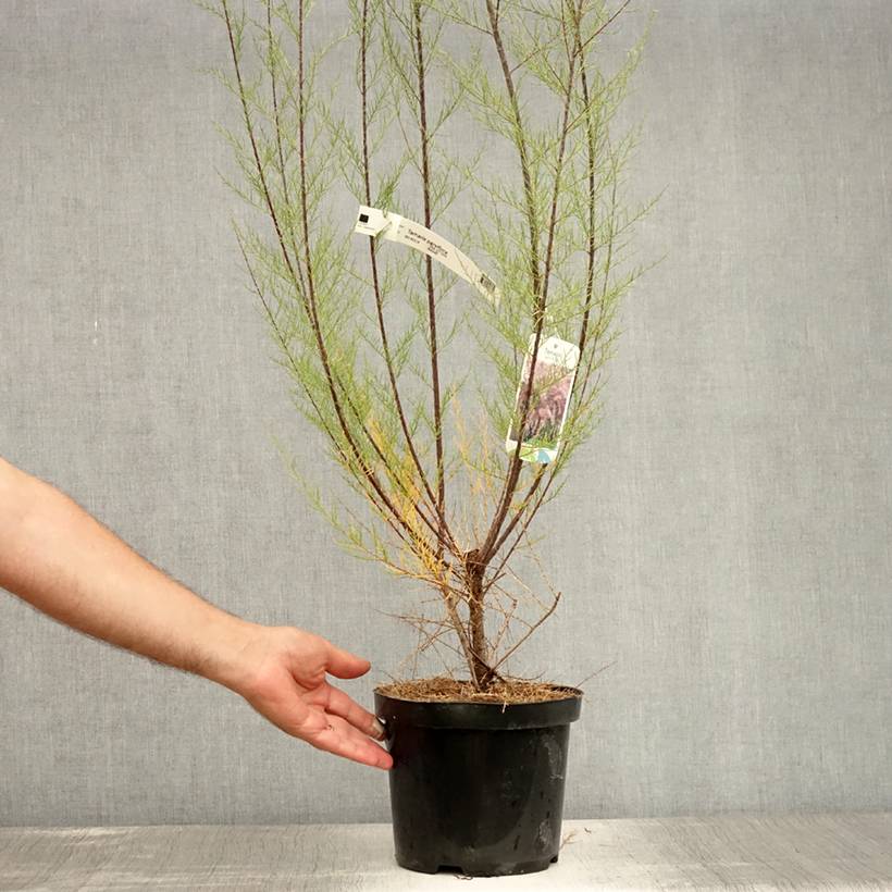 Tamarix parviflora - Tamaris de printemps Pot de 3L/4L - Image 2