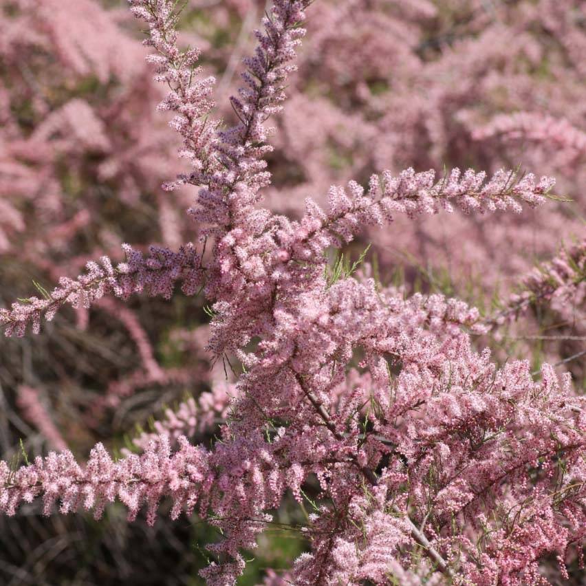Tamarix parviflora - Tamaris de printemps Pot de 3L/4L - Image 1